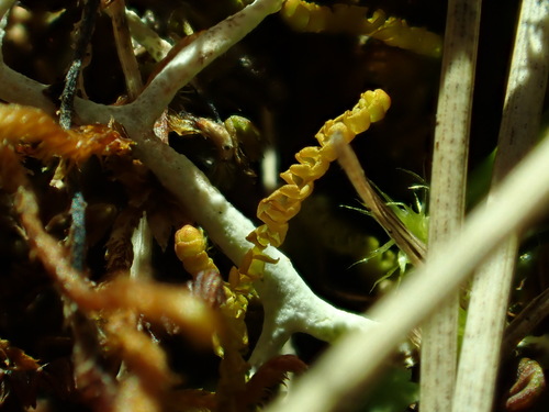 Sphenolobus saxicola, 2025-07-15