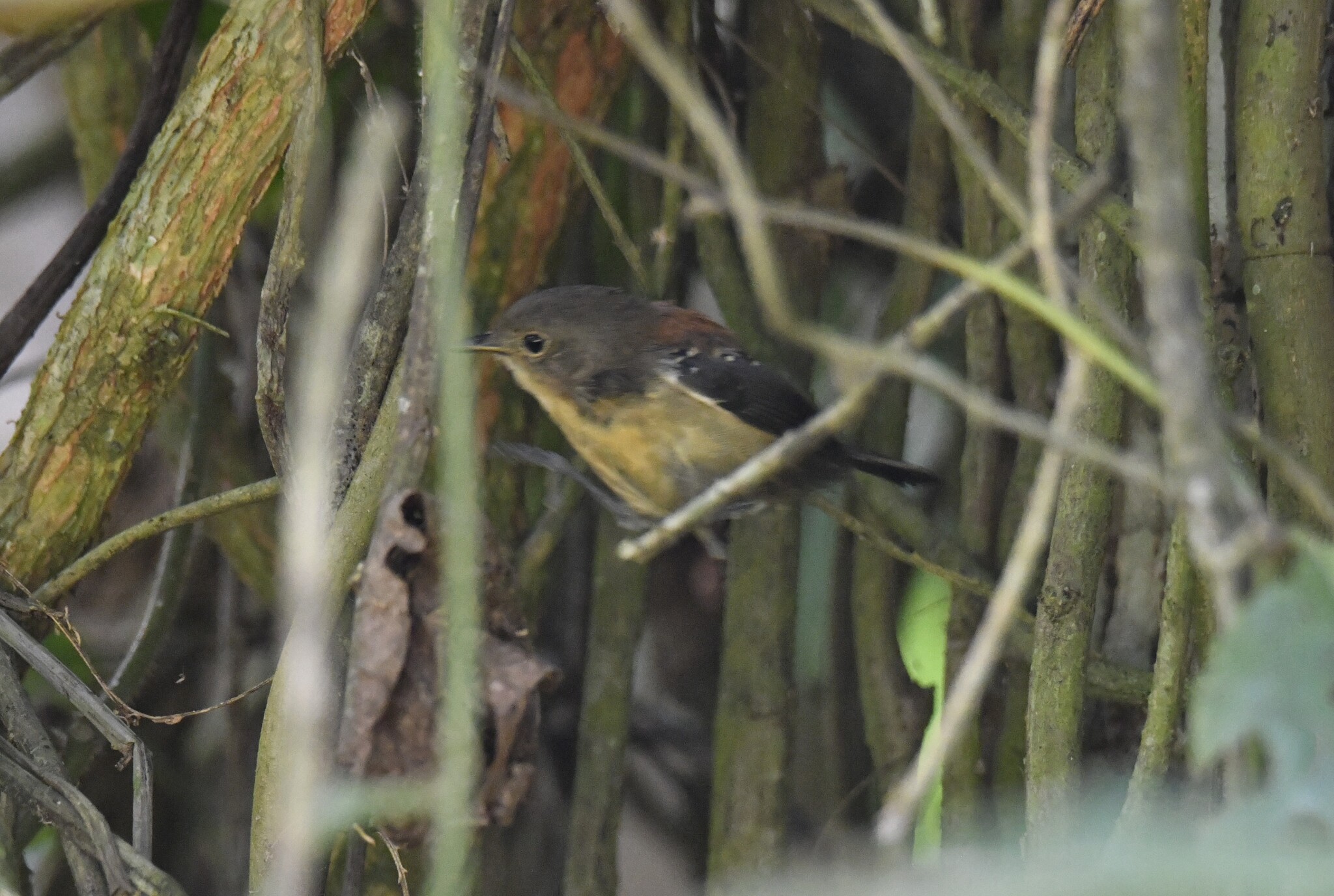 Black-hooded Antwren (Formicivora erythronotos), photo 3