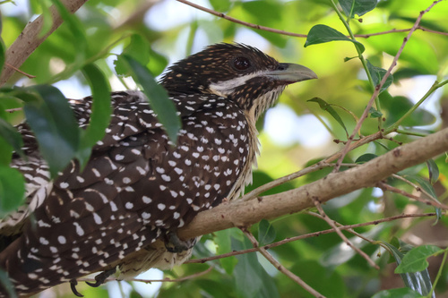 Pacific Koel
