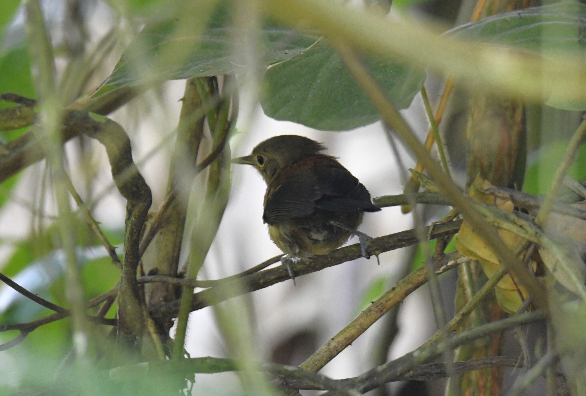 Black-hooded Antwren (Formicivora erythronotos), photo 4