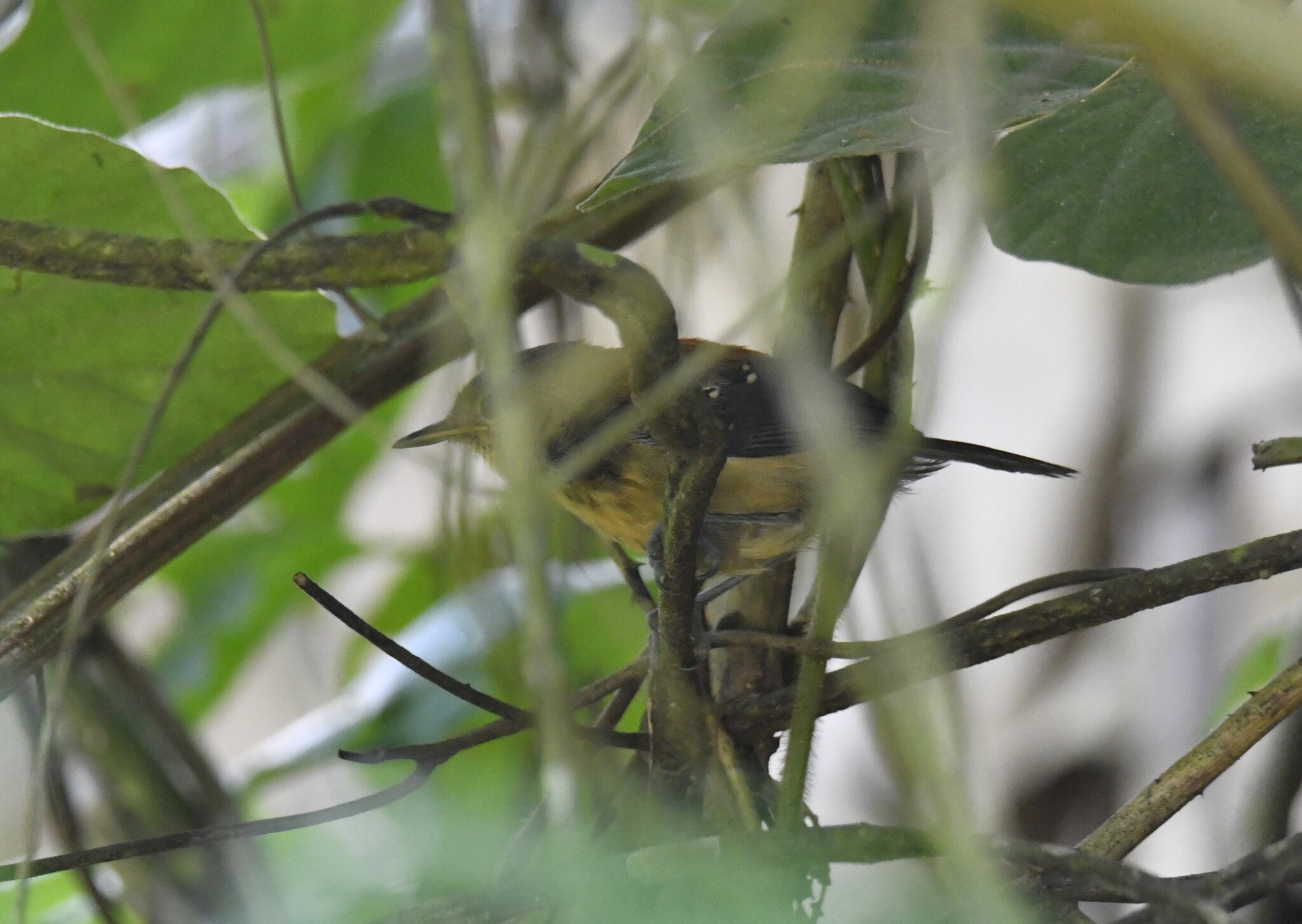 Black-hooded Antwren (Formicivora erythronotos), photo 10
