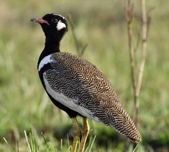 Northern Black Korhaan photo 5