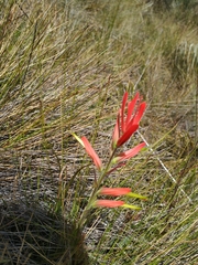 Castilleja integrifolia
