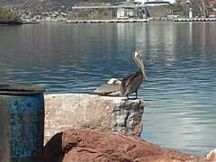 Pelecanus occidentalis