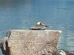 Pelecanus occidentalis