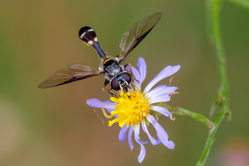 Unknown species found near Vermilion Parish, LA, USA