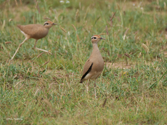 Cursorius somalensis