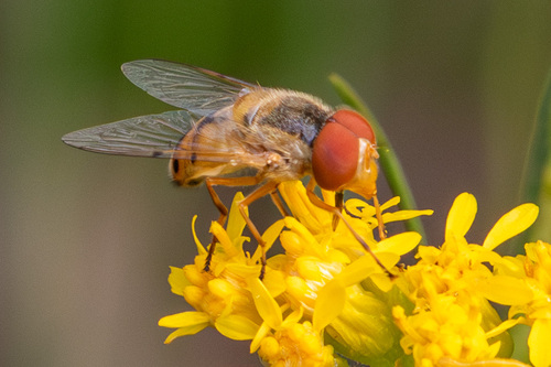 Unknown species found near Vermilion Parish, LA, USA