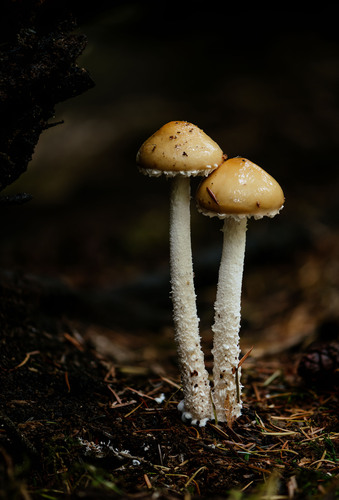 Questionable Stropharia