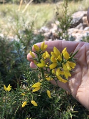 Ulex parviflorus