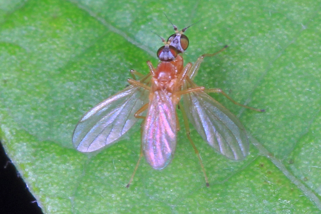 Chelipoda americana