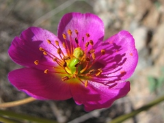 Cistanthe grandiflora