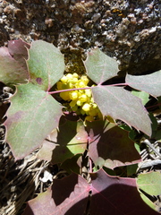 Berberis repens