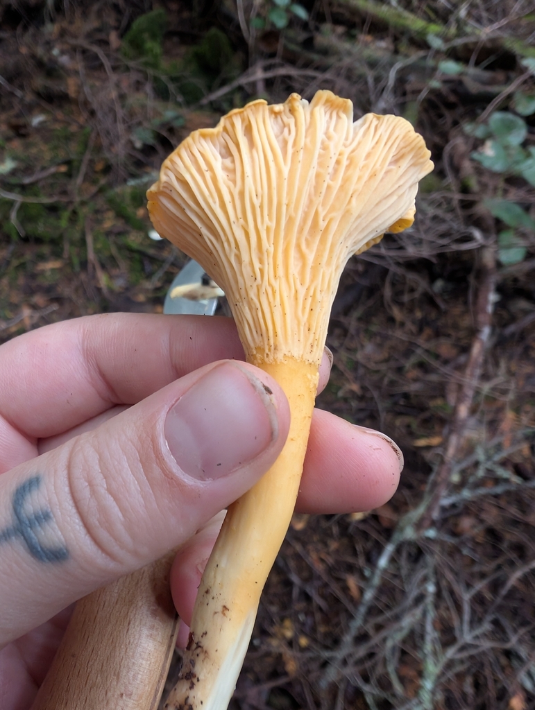 Cantharellus formosus · November 2025 · photo: © simonele (iNaturalist, cc-by)