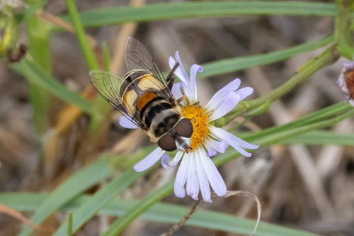 Unknown species found near Vermilion Parish, LA, USA