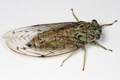 Neocicada hieroglyphica