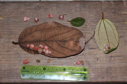 Lueheopsis rugosa