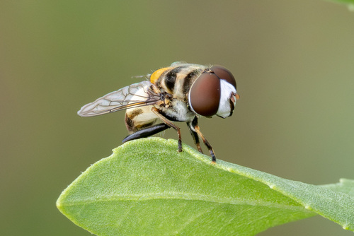 Unknown species found near Vermilion Parish, LA, USA