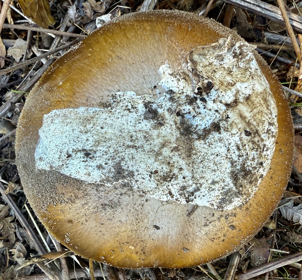 Amanita calyptroderma · November 2025 · photo: © hllrnnr (iNaturalist, cc0)