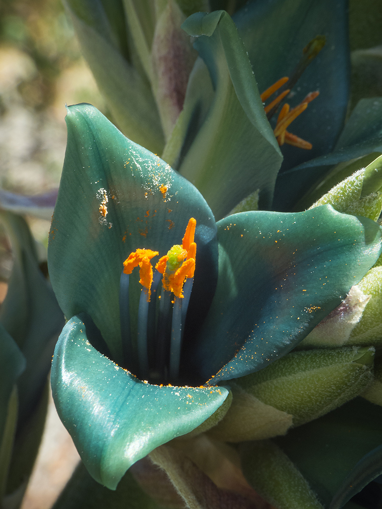 Puya