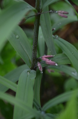 Polygonatum roseum