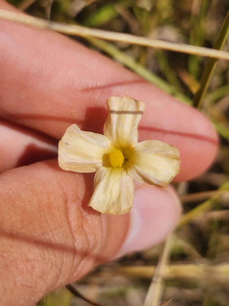 Schultesia benthamiana