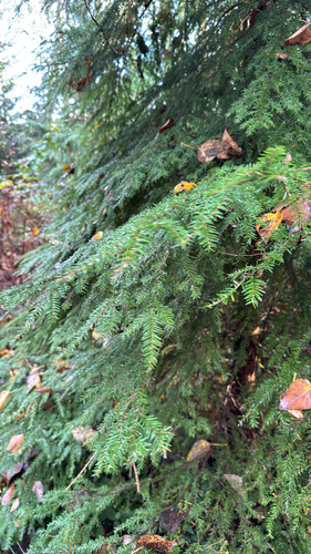 western hemlock