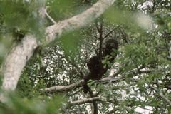 Pithecia milleri