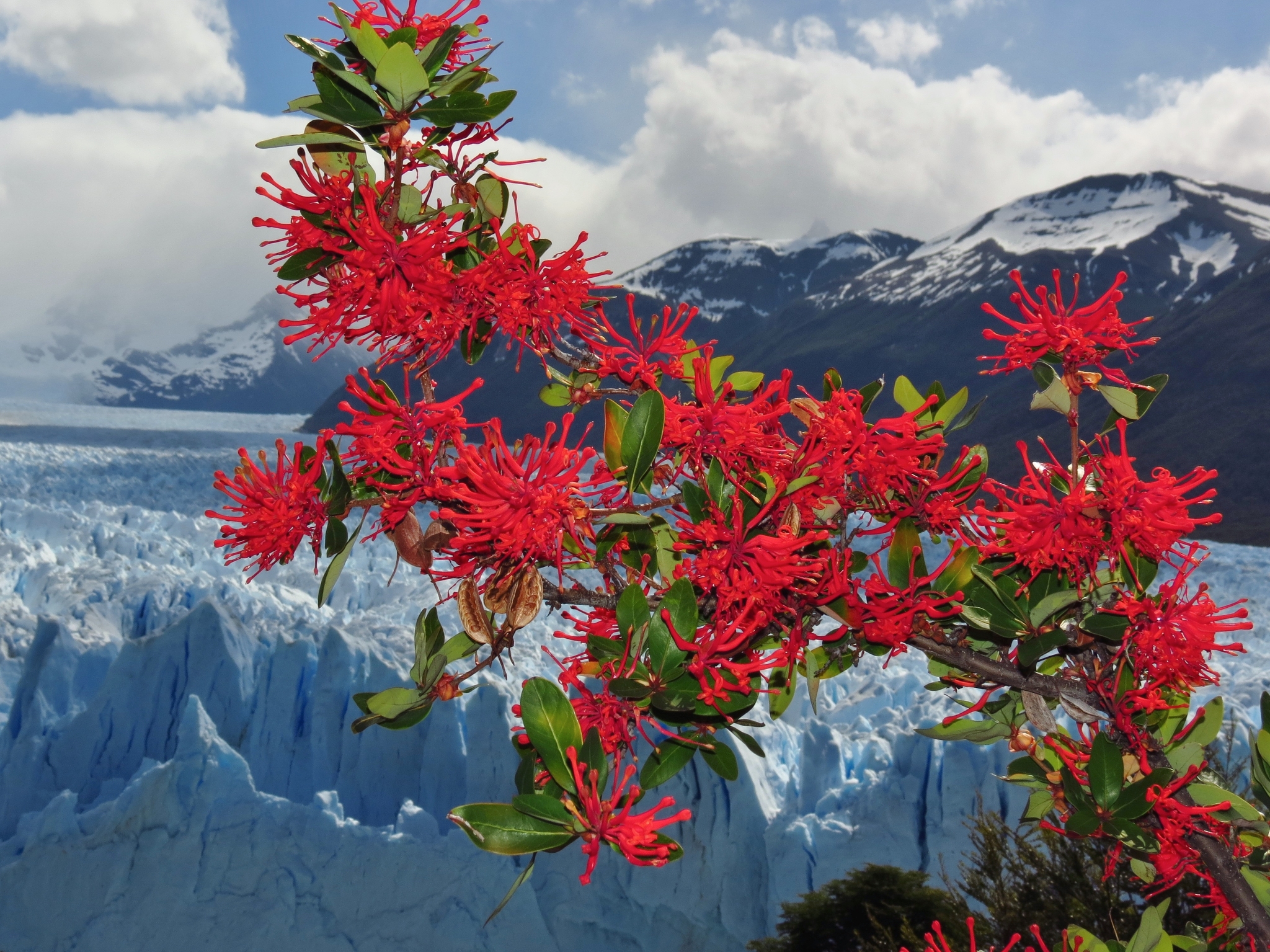 Embothrium coccineum