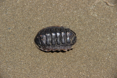 Chitonoidea
