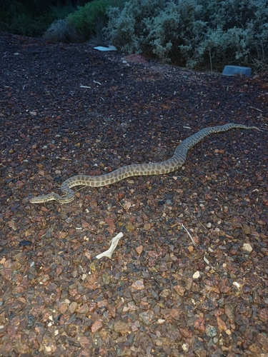 Children's Python sighting