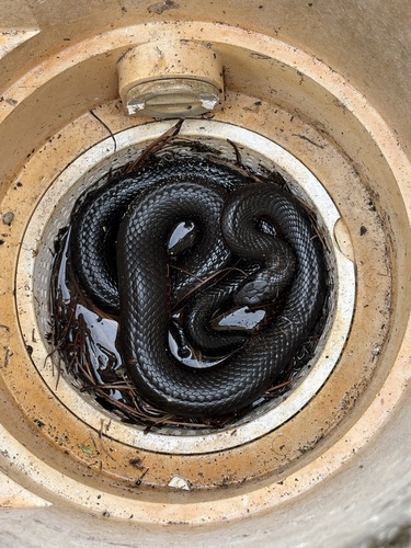 Red-bellied Black Snake sighting