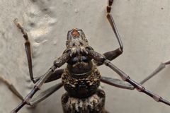 Trirachys holosericeus