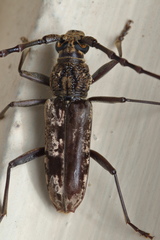 Trirachys holosericeus