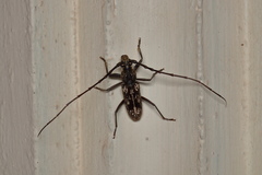 Trirachys holosericeus