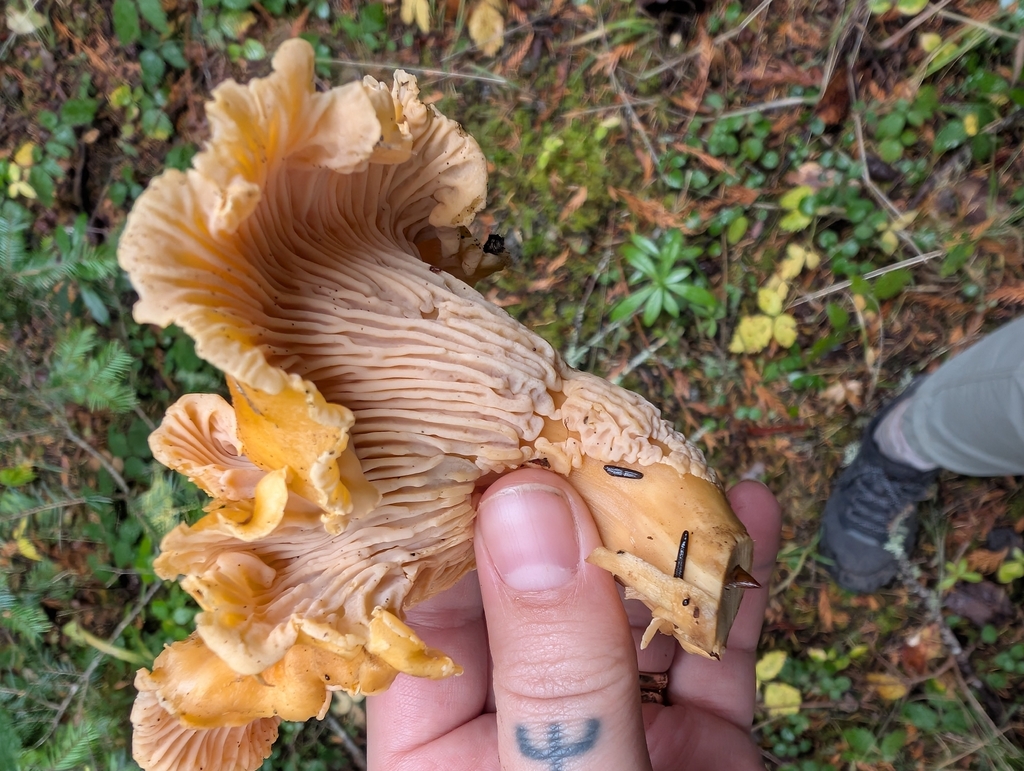 Cantharellus formosus