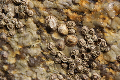 Chthamalus stellatus bisinuatus