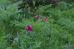 Paeonia intermedia