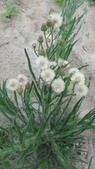 Erigeron bonariensis