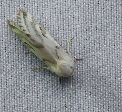 Schinia reniformis