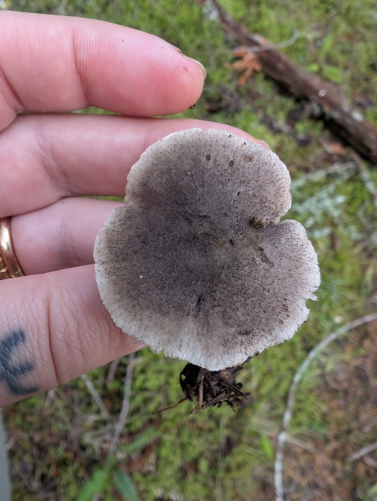 Tricholoma terreum · November 2025 · photo: © simonele (iNaturalist, cc-by)
