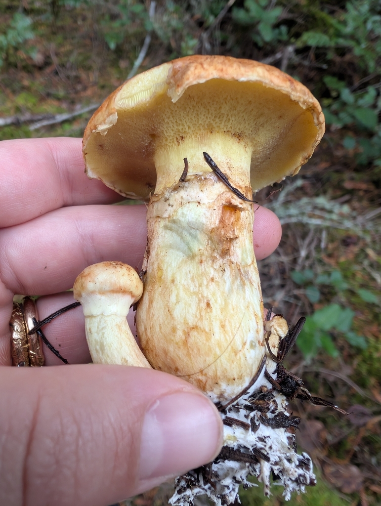 Suillus caerulescens · November 2025 · photo: © simonele (iNaturalist, cc-by)