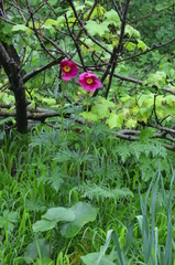 Paeonia intermedia