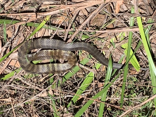 Tiger Snake sighting