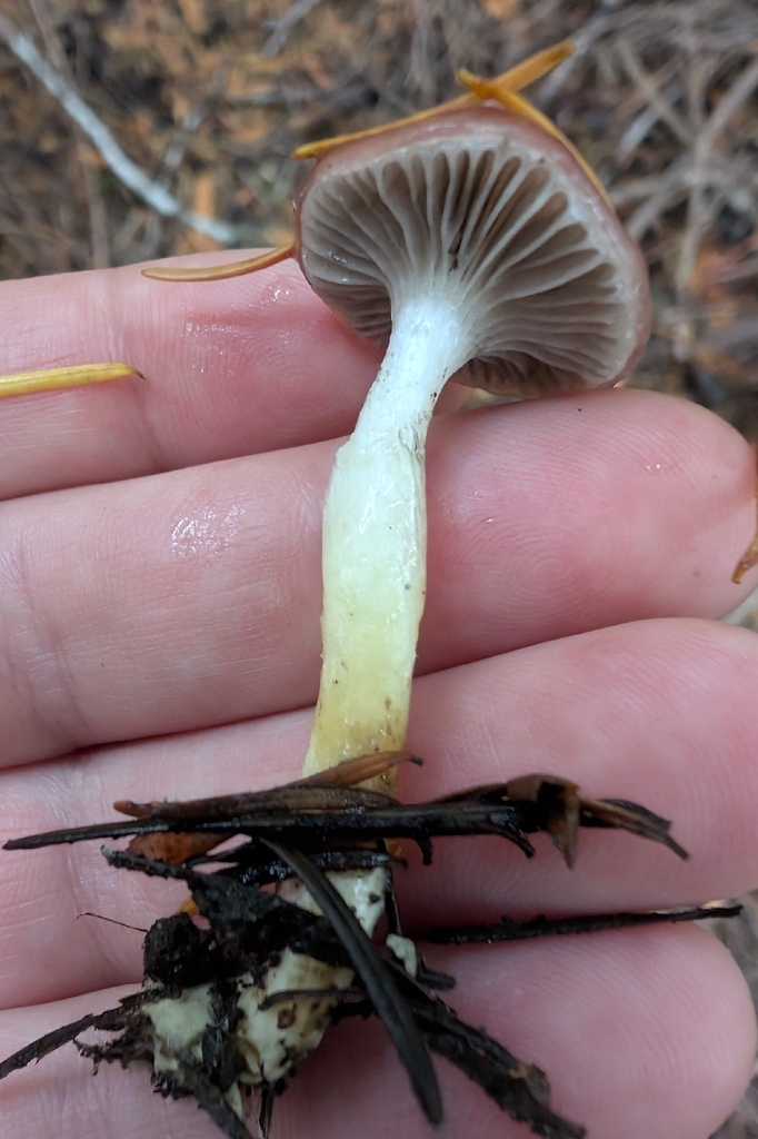 Gomphidius subroseus · November 2025 · photo: © simonele (iNaturalist, cc-by)