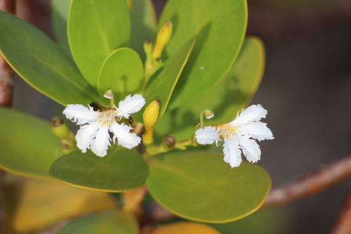 Scaevola plumieri (L.) Vahl