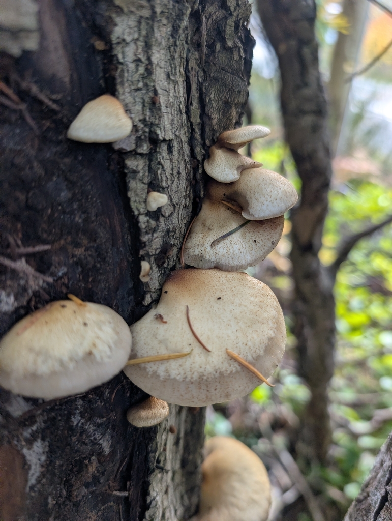 Crepidotus calolepis · November 2025 · photo: © simonele (iNaturalist, cc-by)