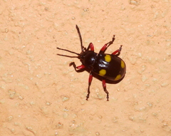 Eumorphus quadriguttatus