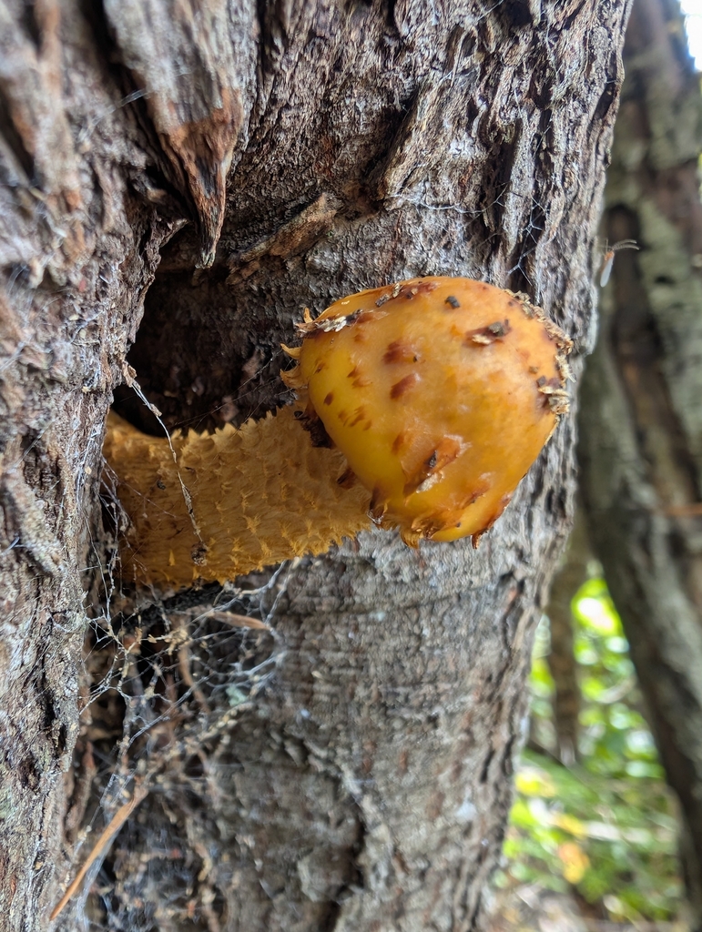 Pholiota aurivella · November 2025 · photo: © simonele (iNaturalist, cc-by)