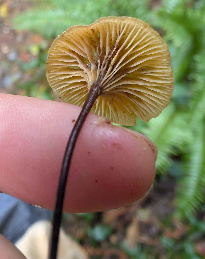 Xeromphalina cauticinalis · November 2025 · photo: © simonele (iNaturalist, cc-by)